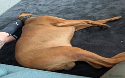 Mixed Breed dogs for sale: Lex 2 year old boy - Image 5