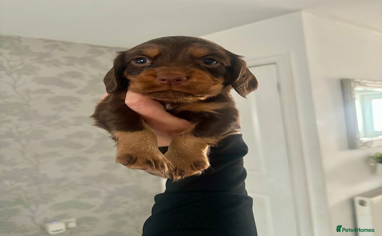 Cocker Spaniel dogs - Advert 1