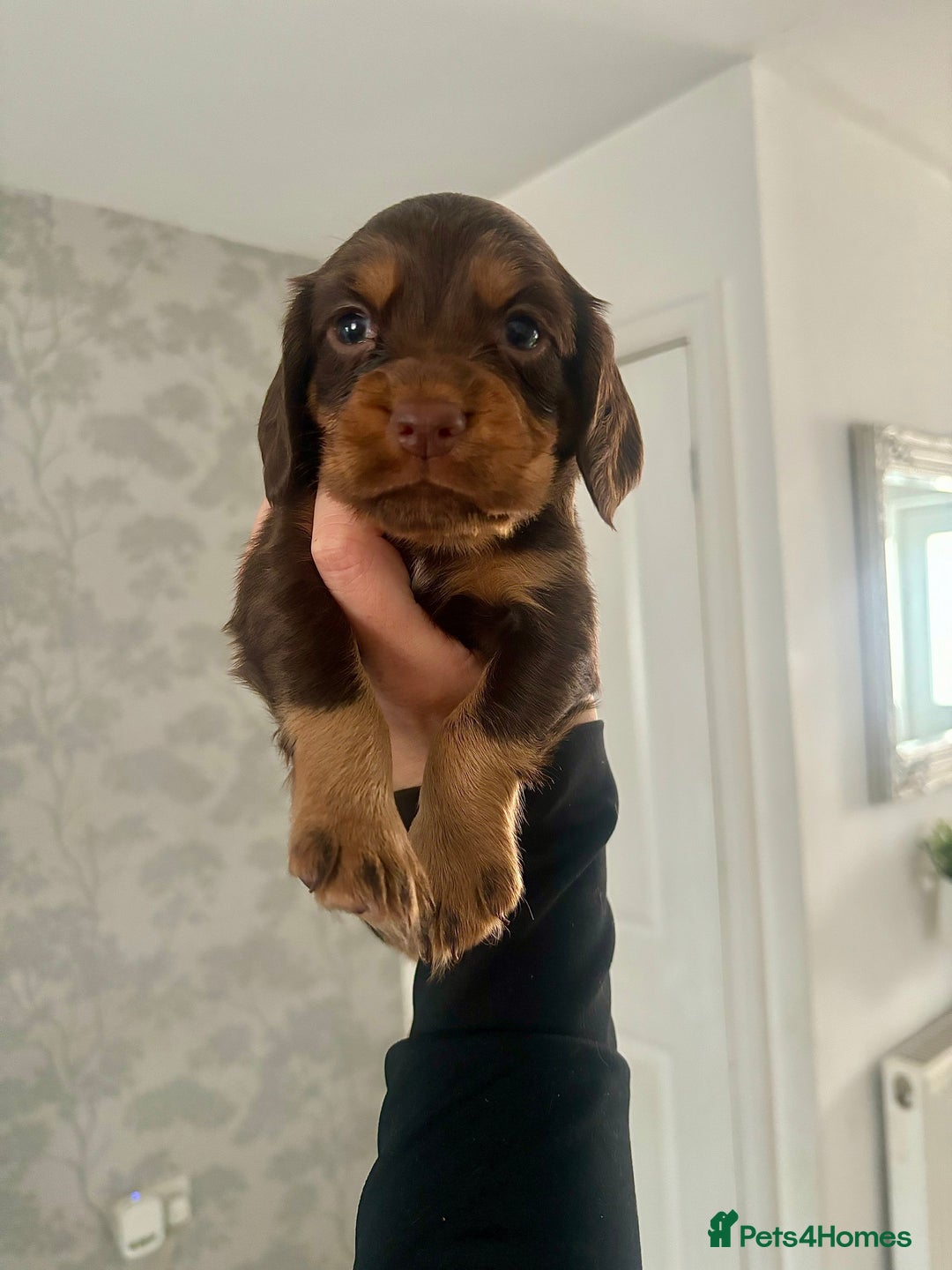 Cocker Spaniel dogs for sale: Cocker spaniel (working cocker spaniel)   - Image 5
