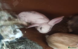 French Lop rabbits for sale: French lop  - Image 7