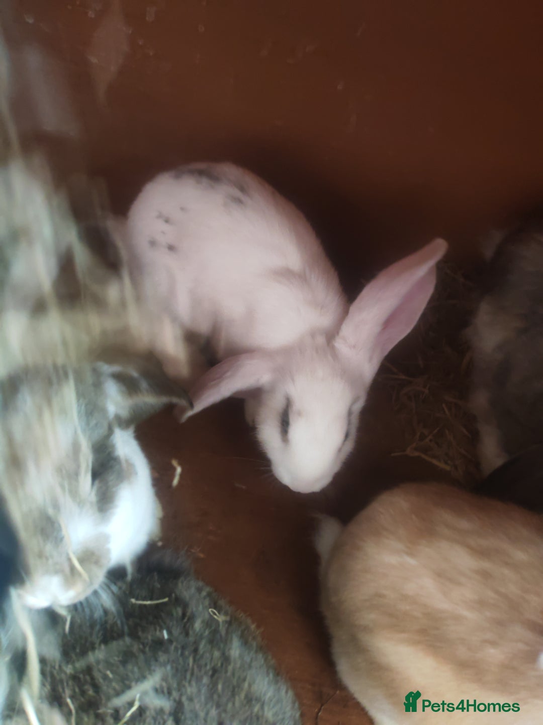 French Lop rabbits for sale: French lop  - Image 7