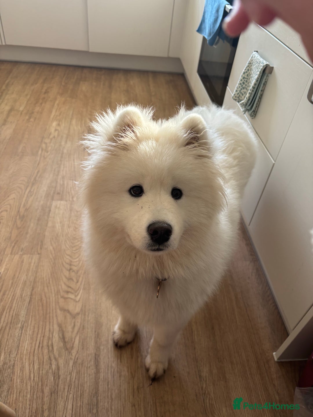 Gallery Image {{count}}