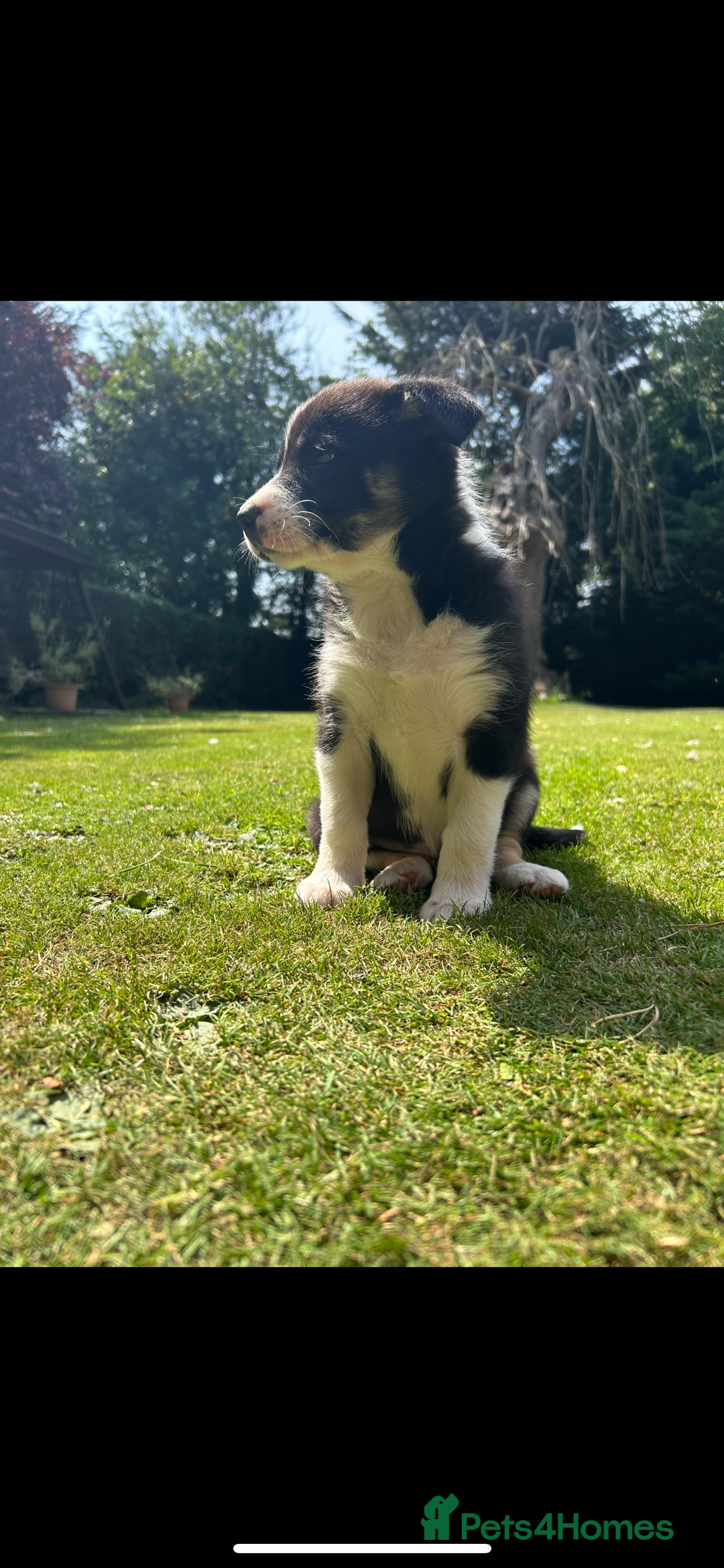 Border Collie dogs for sale: Gorgeous Border Collie Puppies  - Image 12