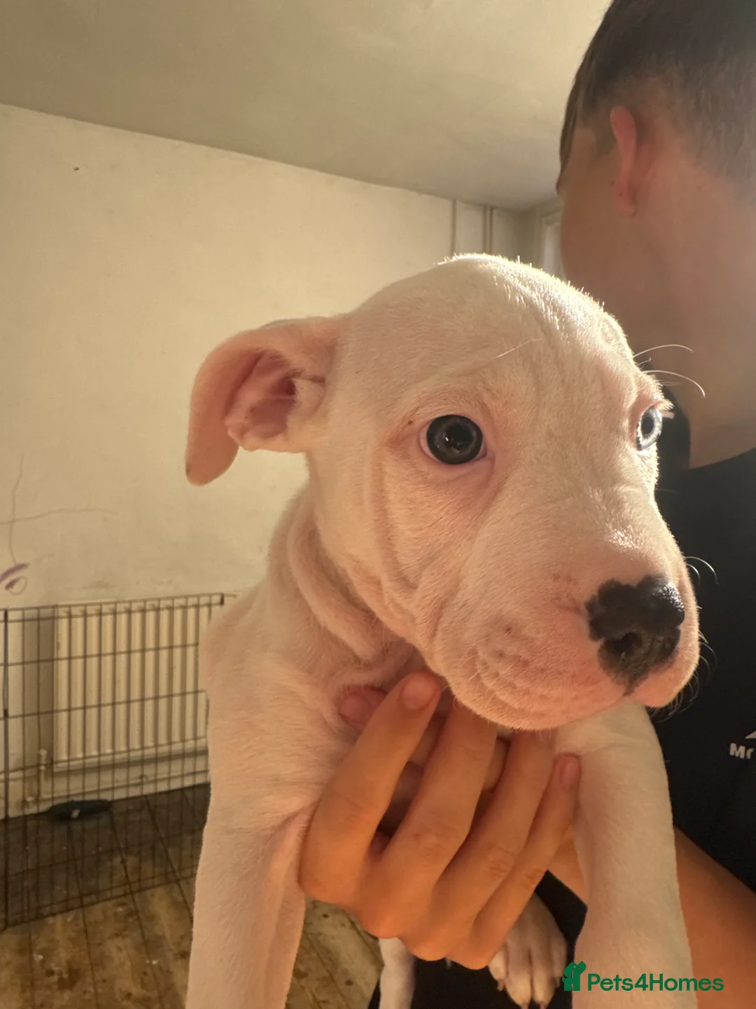 Mixed Breed dogs for sale: Aylestone Old Tyme English Bulldog in Sutton-in-Ashfield - Advert 2
