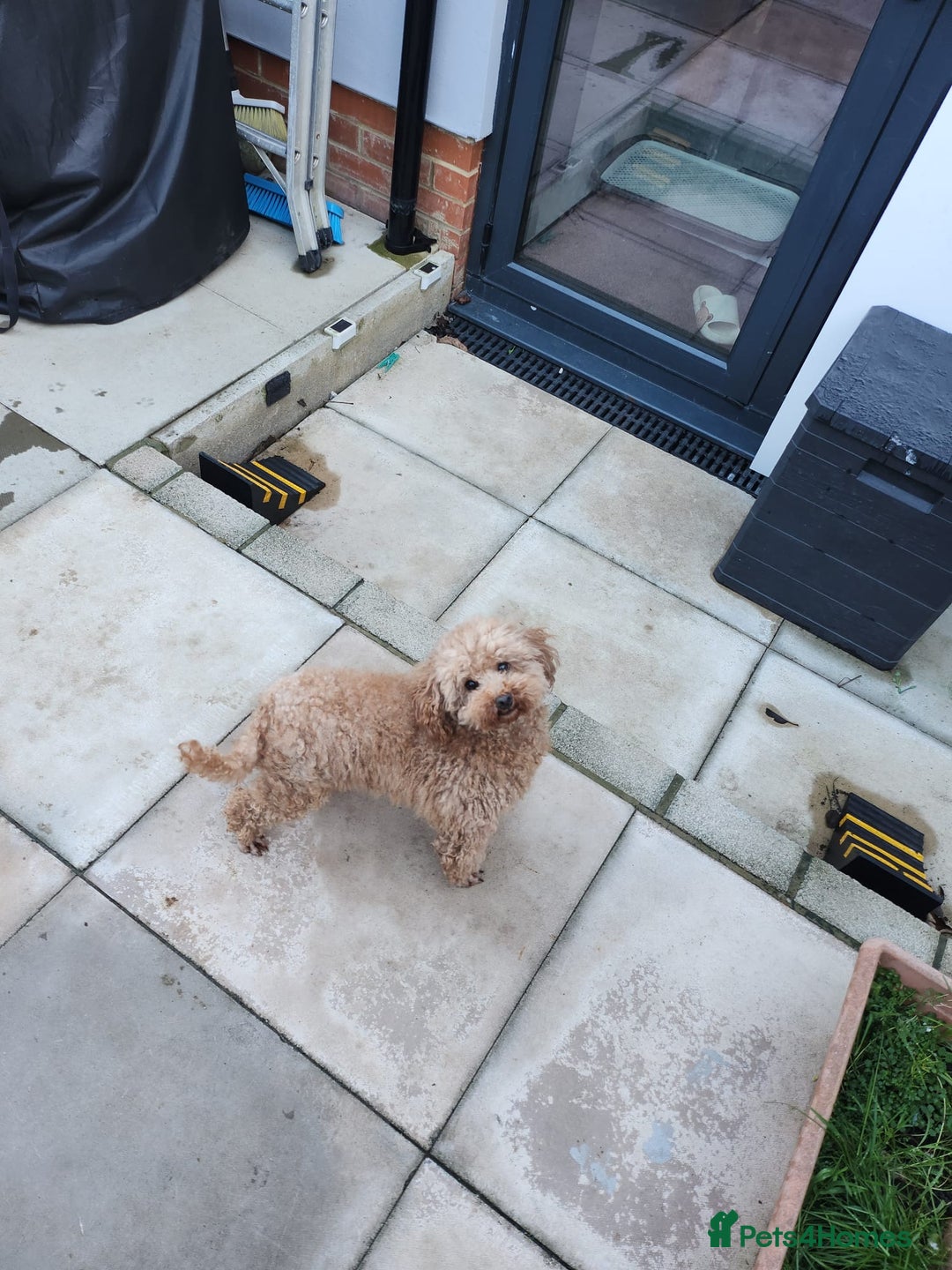 Toy Poodle dogs for sale: KC 6 yrs old Toy poodle girl - Advert 5