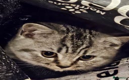 British Shorthair cats for sale: GCCF Reg Chocolate Silver Spotted Tabby BSH Boys - Image 24