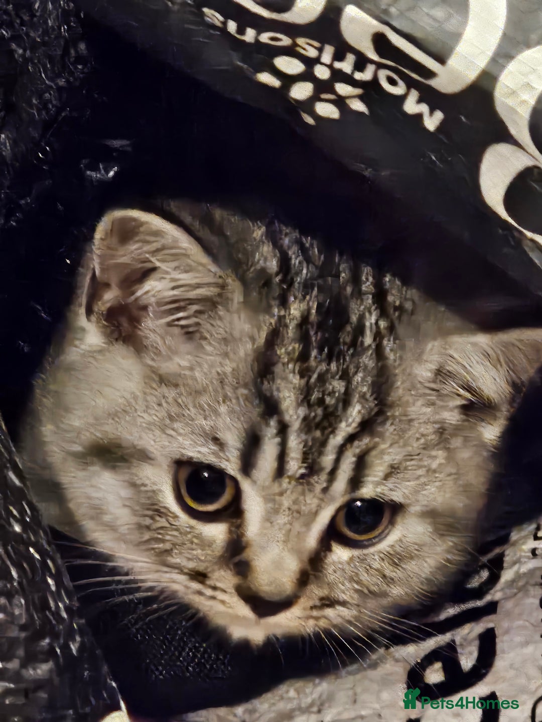 British Shorthair cats for sale: GCCF Reg Chocolate Silver Spotted Tabby BSH Boys - Image 24