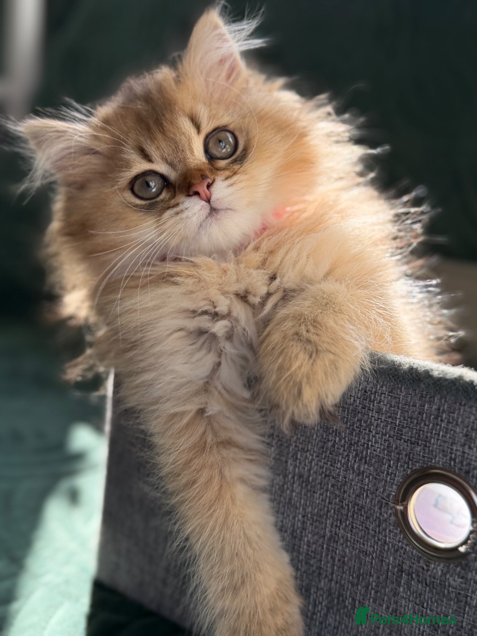 British Longhair cats British longhair golden kittens TICA - Advert 6