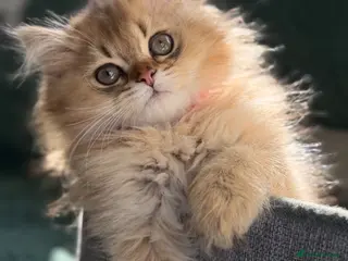 British Longhair cats British longhair golden kittens TICA - Advert 6