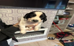 Cocker Spaniel dogs for sale: Cocker spaniel puppies  - Image 1