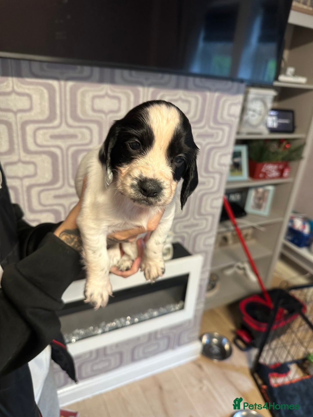 Cocker Spaniel dogs for sale: Cocker spaniel puppies  - Image 1