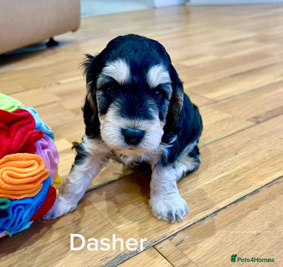 Cockapoo dogs for sale: ♥️Fabulous Toy Cockapoo Puppies Kc Reg Parents - Advert 4