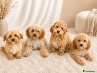 Cavapoo dogs Cavapoo Puppies - Advert 1