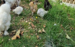 Chickens poultry for sale: Bearded Silkie (8-10 weeks) - Image 16