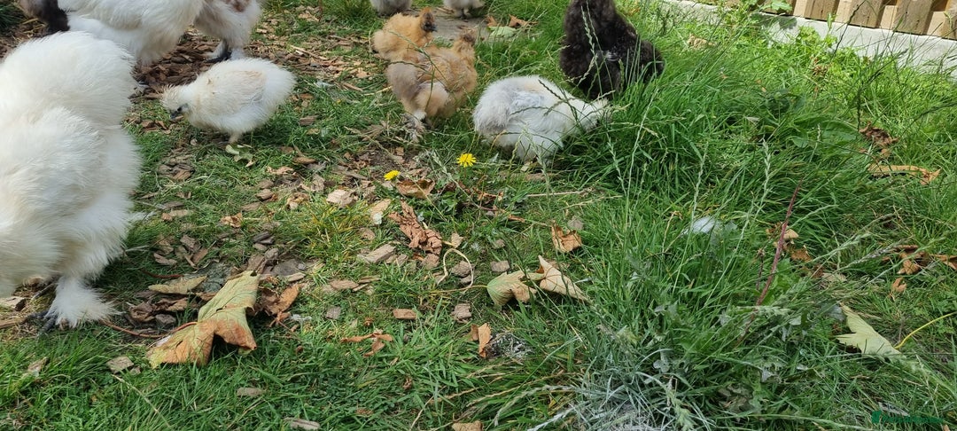 Chickens poultry for sale: Bearded Silkie (8-10 weeks) - Image 16