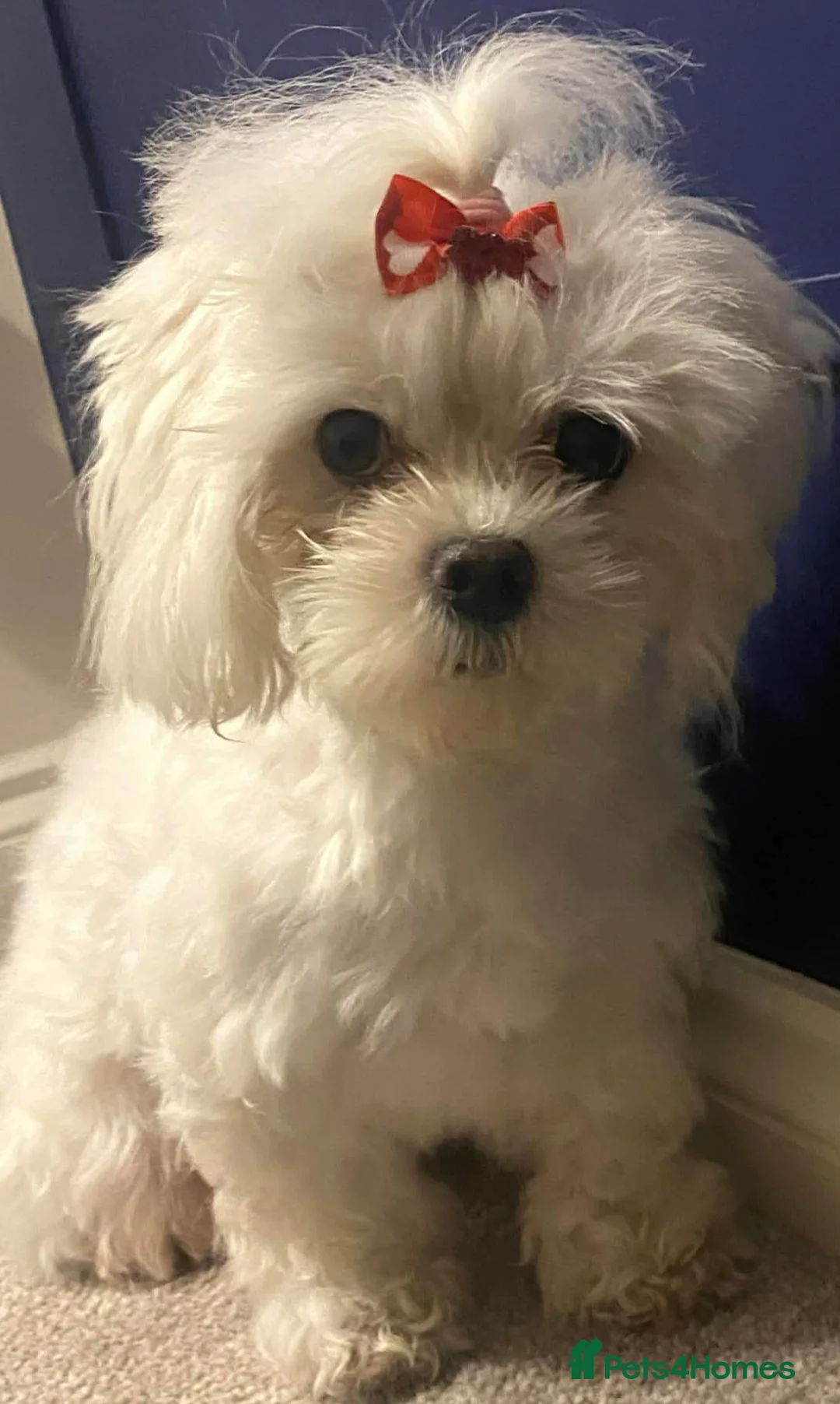 Maltipoo dogs for sale: Maltipoo Puppy  - Advert 10