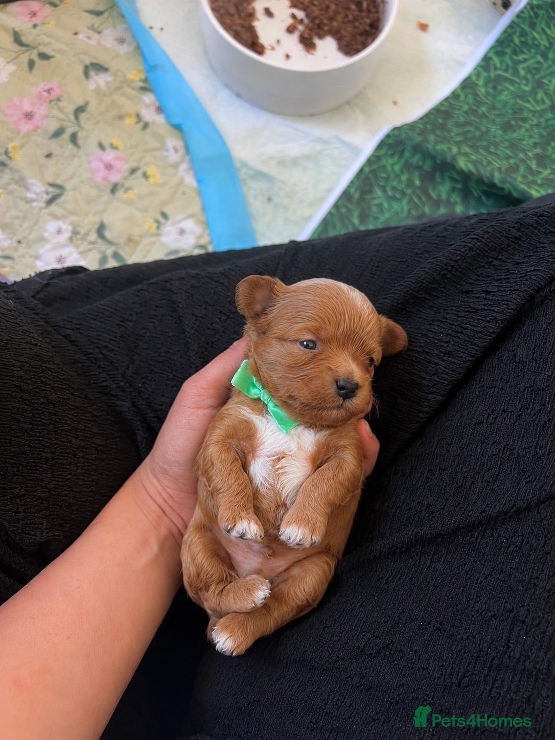 Maltipoo dogs Asian Maltipo Puppies XS Teddy Bear Faces Expected - Advert 18
