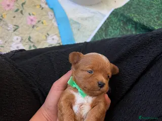Maltipoo dogs Asian Maltipo Puppies XS Teddy Bear Faces Expected - Advert 3