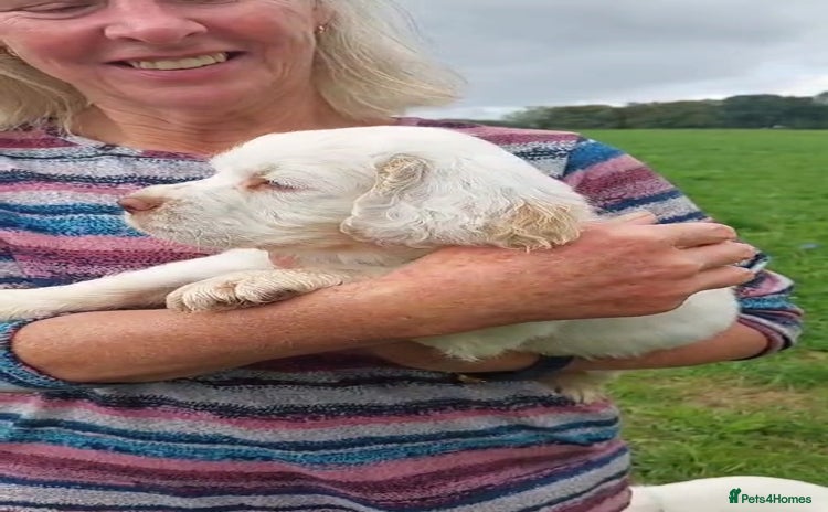Clumber Spaniel dogs - Advert 1