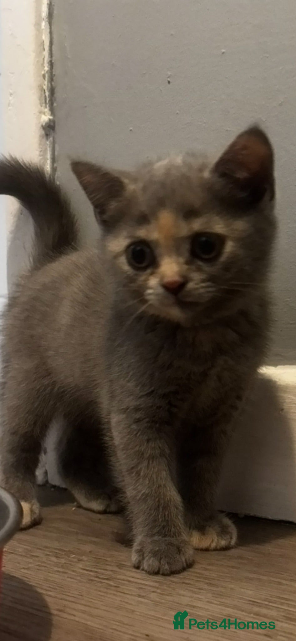 Scottish Fold cats TICA /  Scottish fold x  BSH   - Advert 6