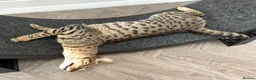 Savannah cats for sale: Sittingpretty Shyler F5 SBT Savannah female - Advert 10