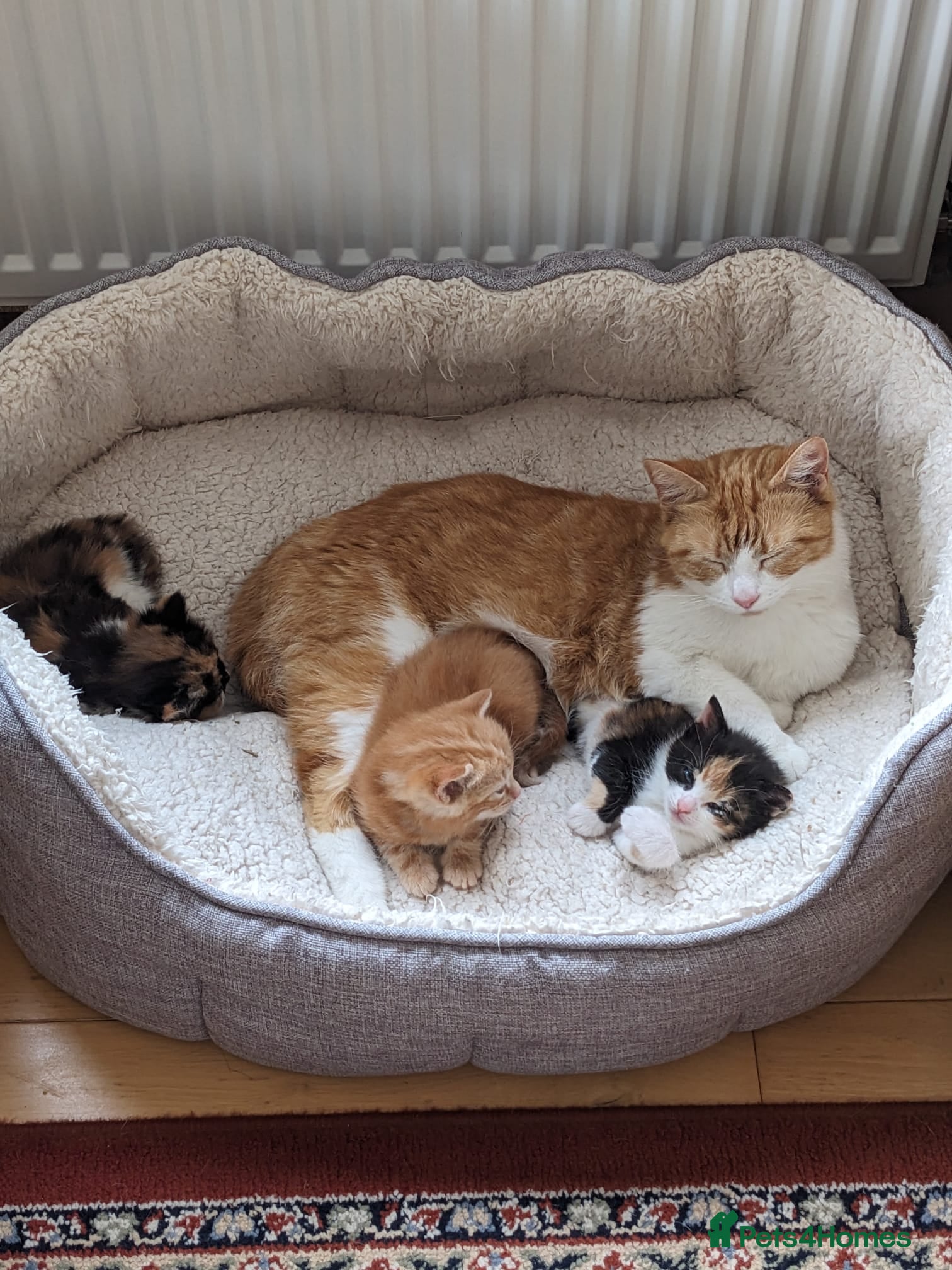 Mixed Breed cats for sale: Three home reared kittens available  - Advert 5