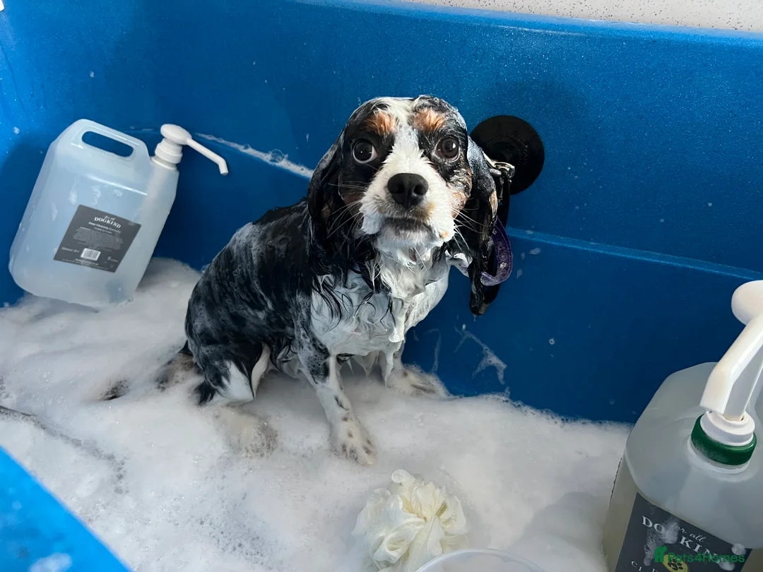 Cavalier King Charles Spaniel dogs for sale: Loving boy available  in Mablethorpe - Advert 3
