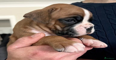 Boxer dogs - Advert 4