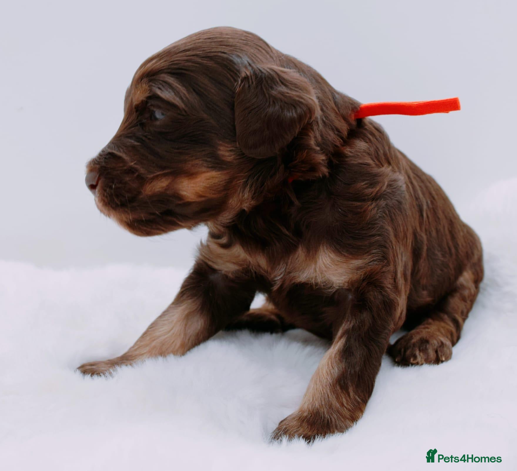 Bernedoodle dogs Miniature bernadoodles Extensively health tested! - Advert 1