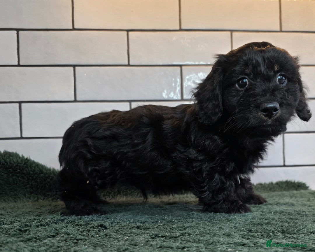 Mixed Breed dogs for sale: Miniature Dachshund x Bichon Havanese Puppies - Advert 16