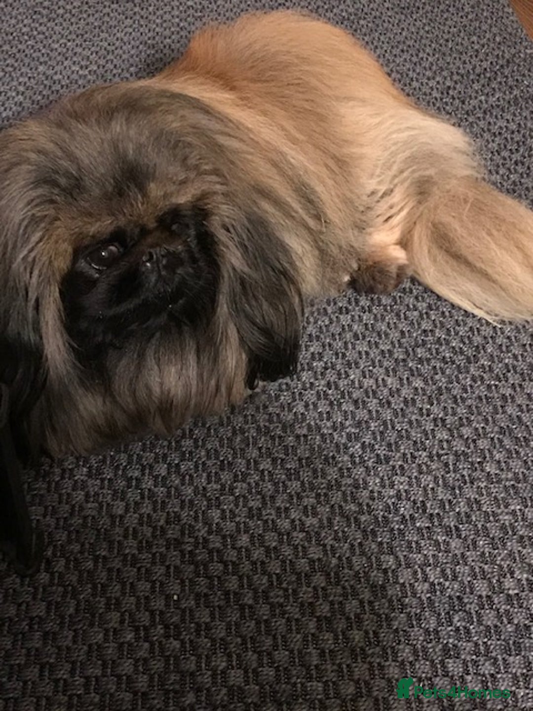 Pekingese dogs for stud: KC Registered Pekingese for Stud in York - Advert 3
