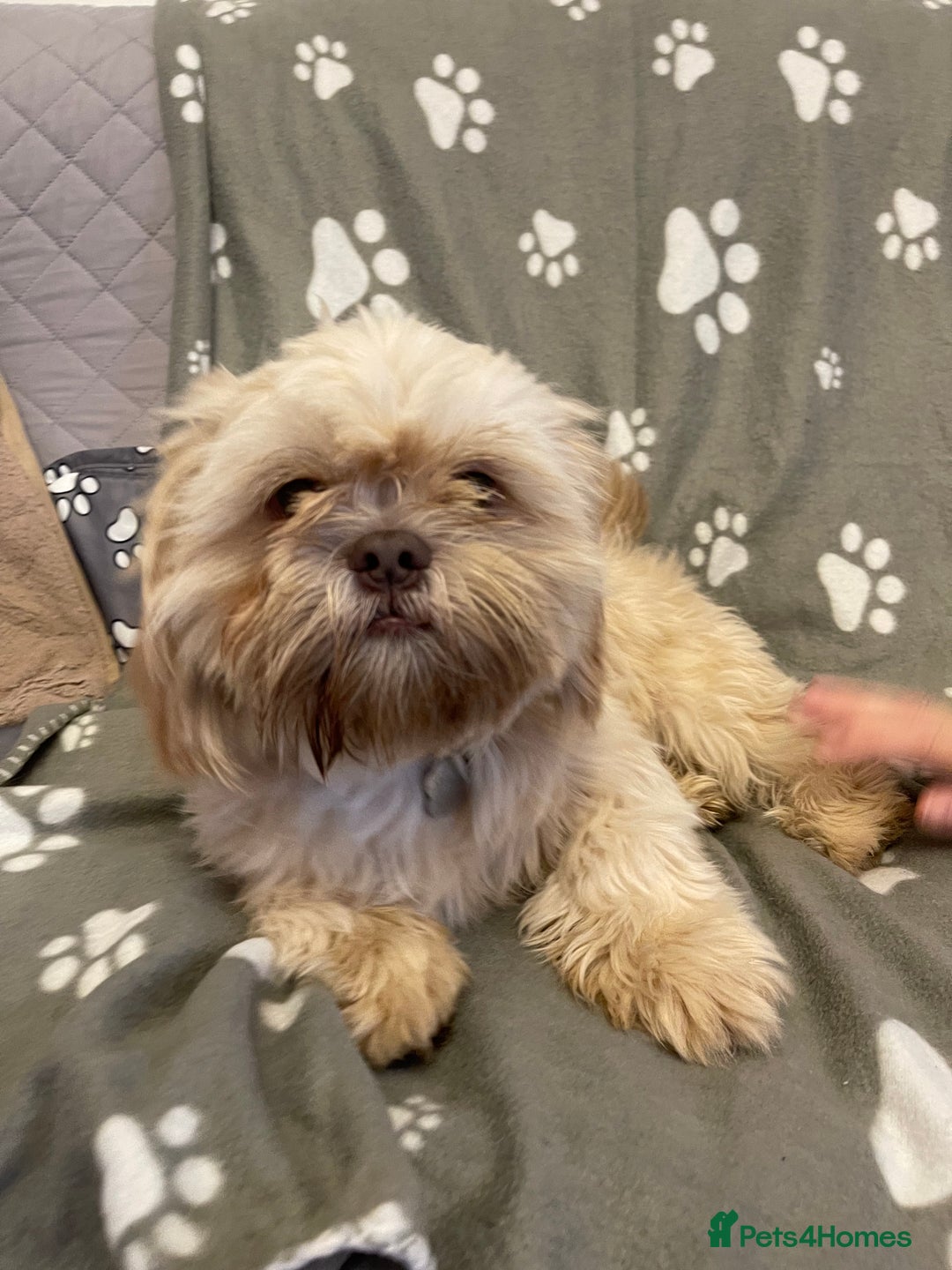 Shih Tzu dogs for sale: imperial karishishi shih tzu boys  - Image 12