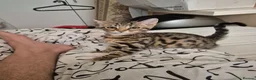 Mixed Breed cats for sale: Cute tabby kitten - Advert 12