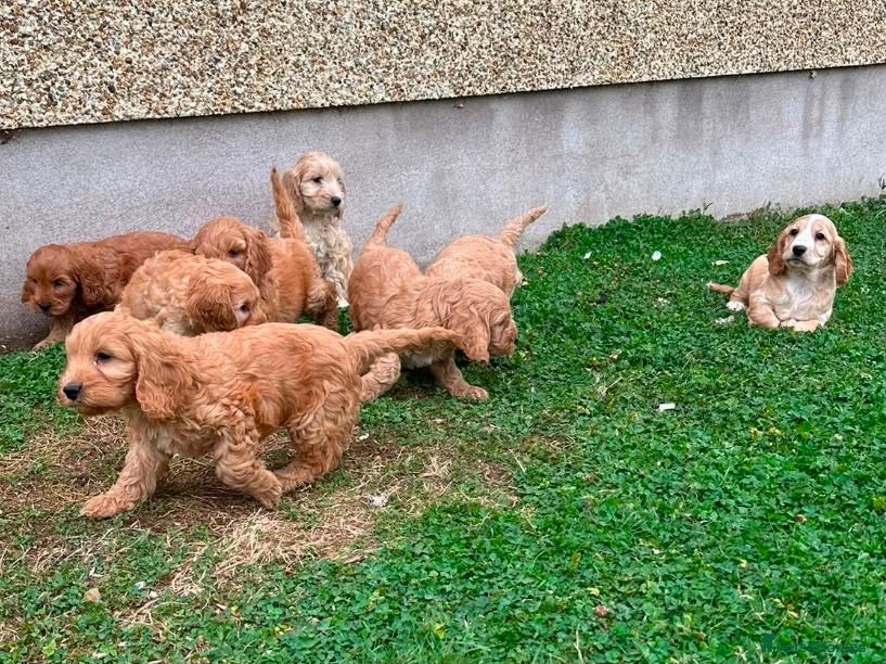 Cockapoo dogs Chunky Cockapoo Puppies - Advert 2
