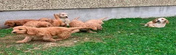 Cockapoo dogs for sale: Chunky Cockapoo Puppies - Advert 7