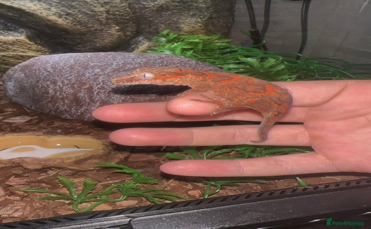 Gecko reptiles - Advert 4