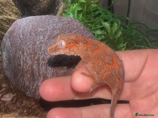 Gecko reptiles - Advert 17