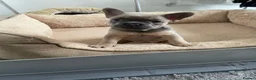 French Bulldog dogs for sale: Frenchie female  - Advert 4