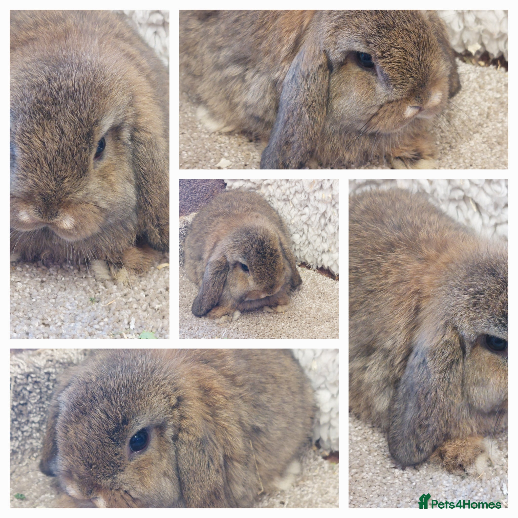 Mini Lop rabbits Last  minilop baby boy ready to reserve  - Advert 18