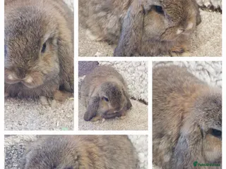 Mini Lop rabbits Last minilop baby boy ready to reserve - Advert 17