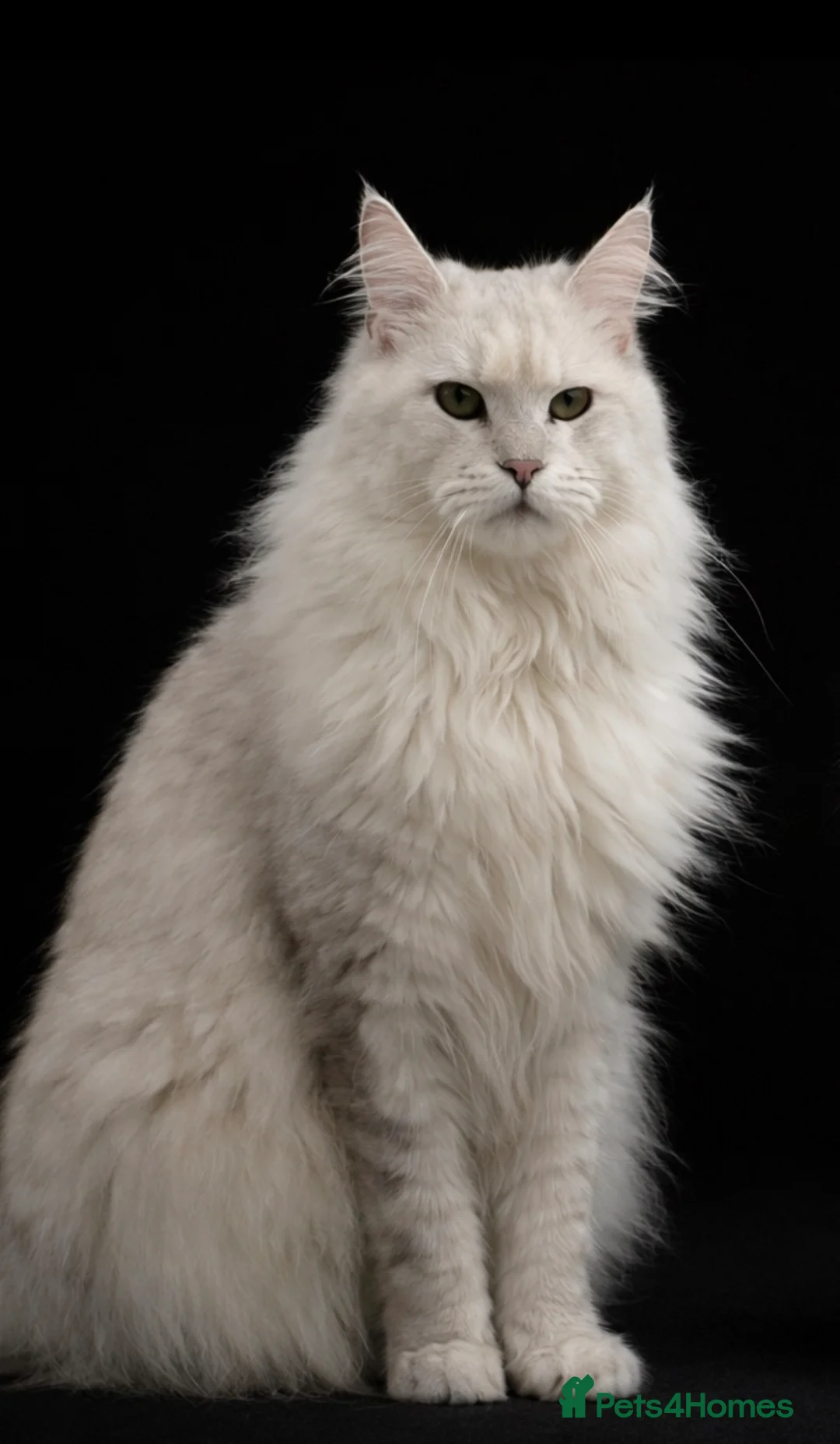 Maine Coon cats for stud: TICA Blue silver shaded stud  - Advert 1