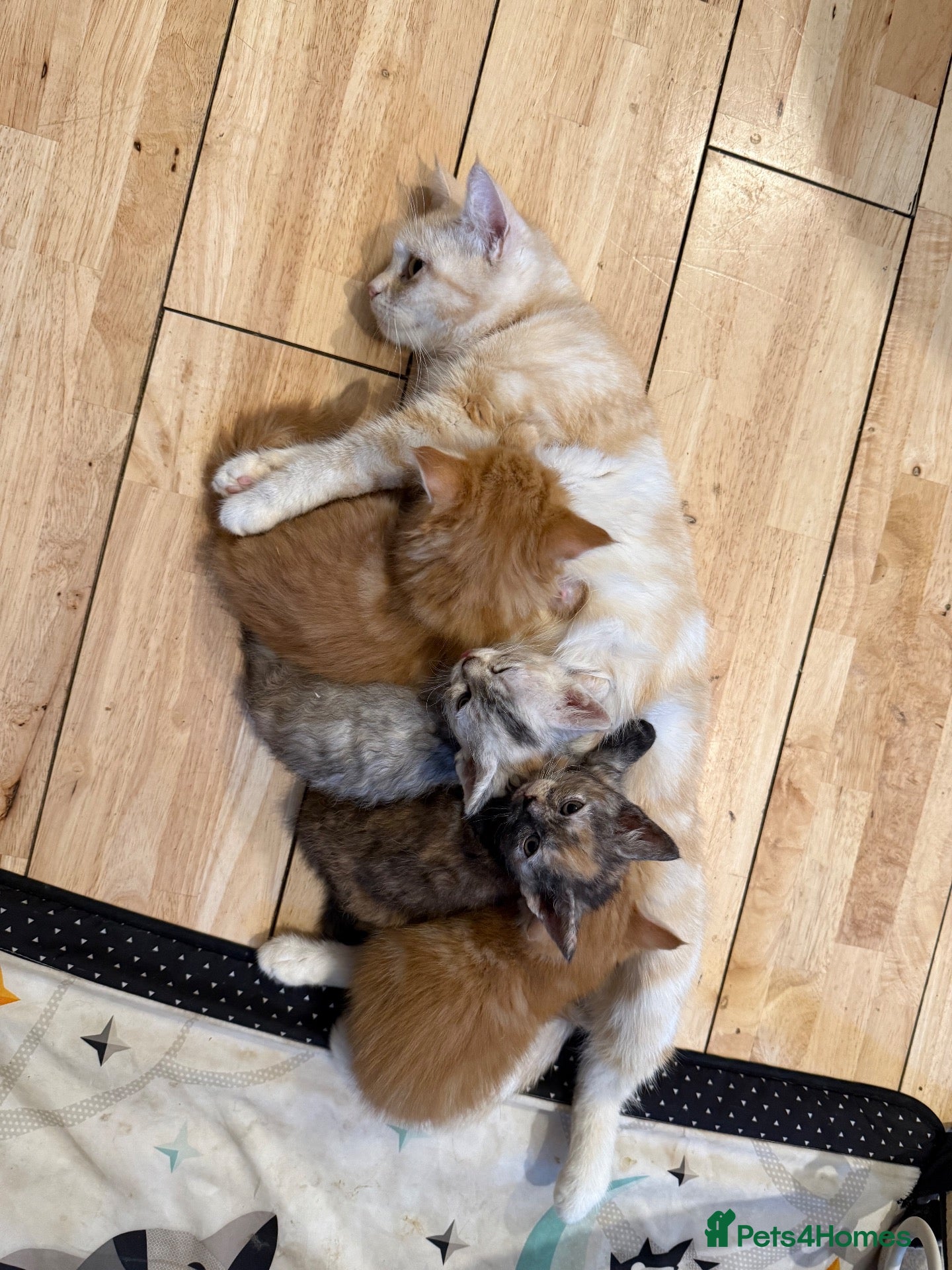 Mixed Breed cats Beautiful 1/2 Maine coon 1/4 Persian kittens  - Advert 14