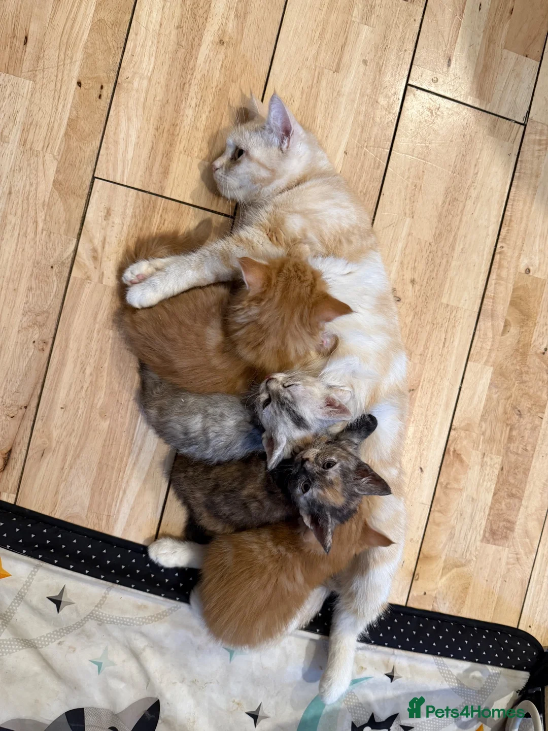 Mixed Breed cats for sale: Beautiful 1/2 Maine coon 1/4 Persian kittens  in Stanford-le-Hope - Advert 1