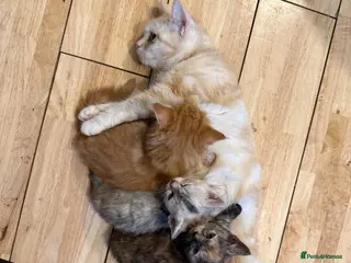 Mixed Breed cats Beautiful 1/2 Maine coon 1/4 Persian kittens - Advert 5