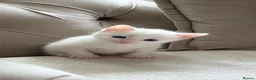 Mixed Breed cats for sale: Four Beautiful Kittens for sales  - Advert 7