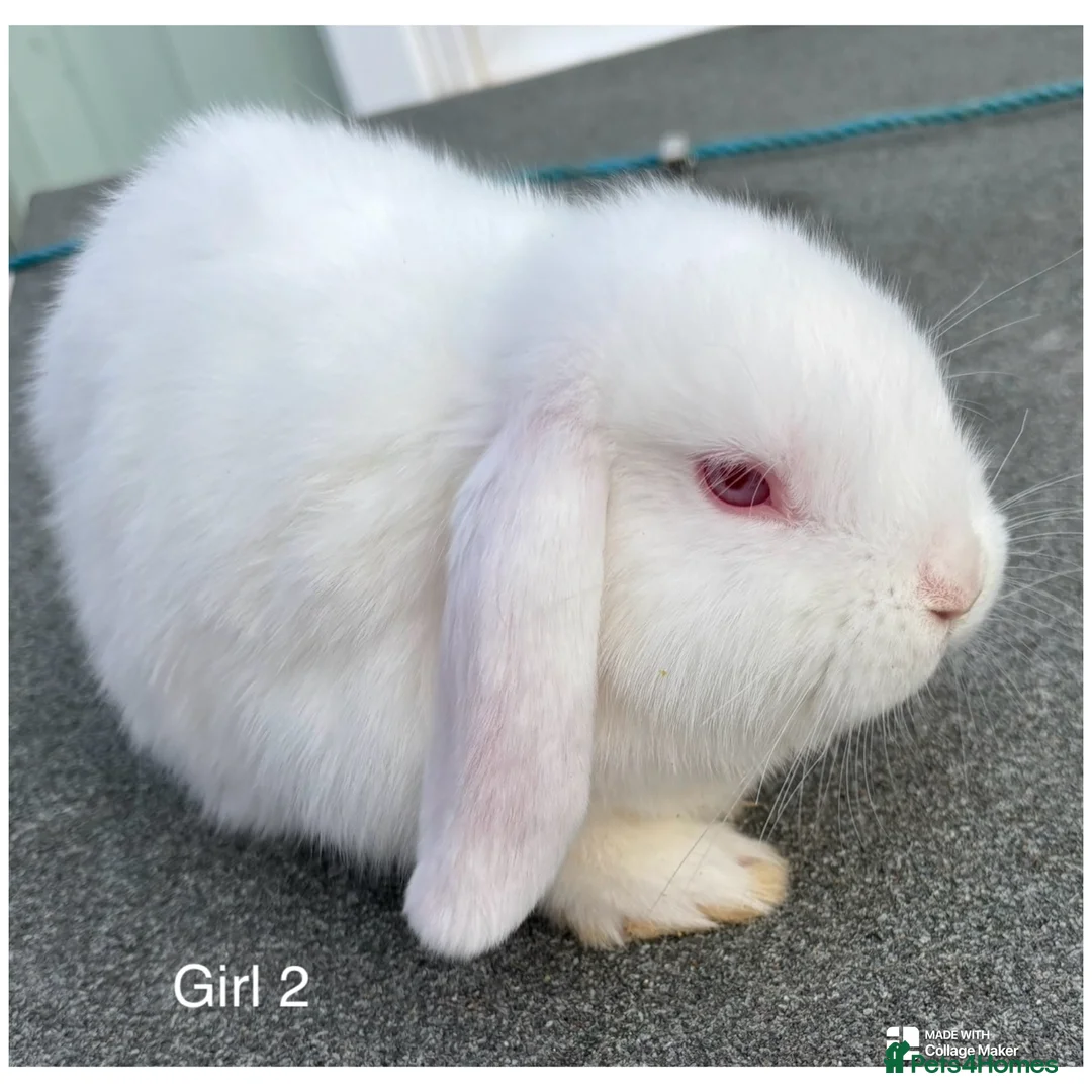 Mini Lop rabbits for sale: Albino Minilops - Advert 4