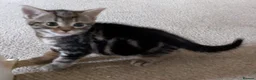 Domestic Shorthair cats for sale: Kittens looking for loving homes - Advert 2
