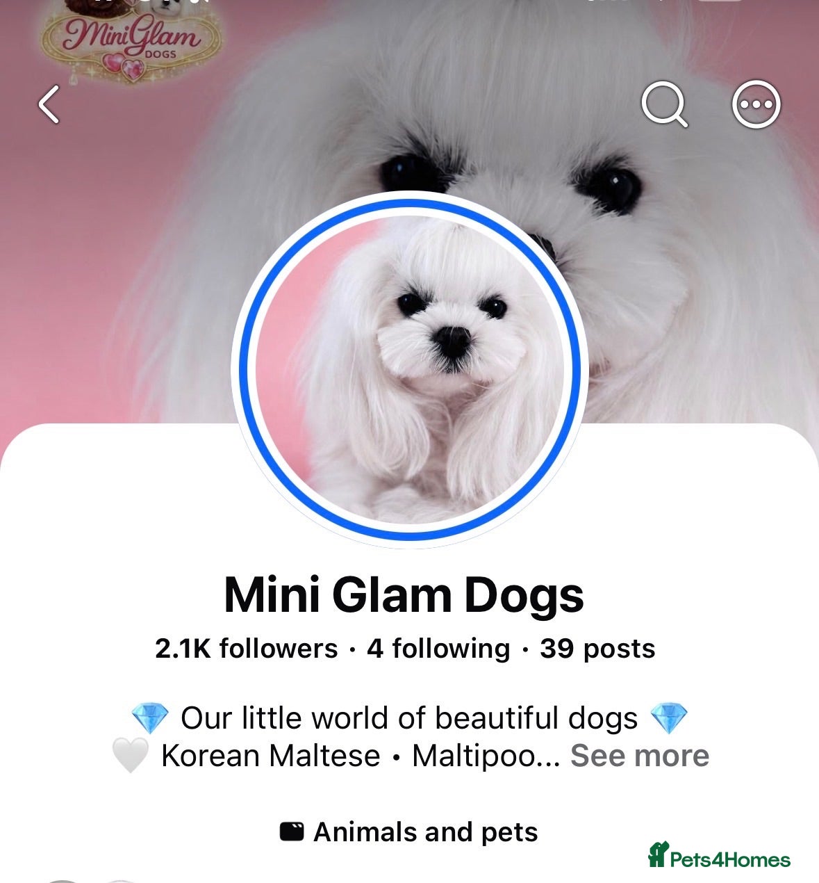 Maltipoo dogs 🧸Maltipoo DNA tested Korean & Asian lines - Advert 2