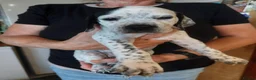 Pointer dogs for sale: Pointer Pups - Advert 2