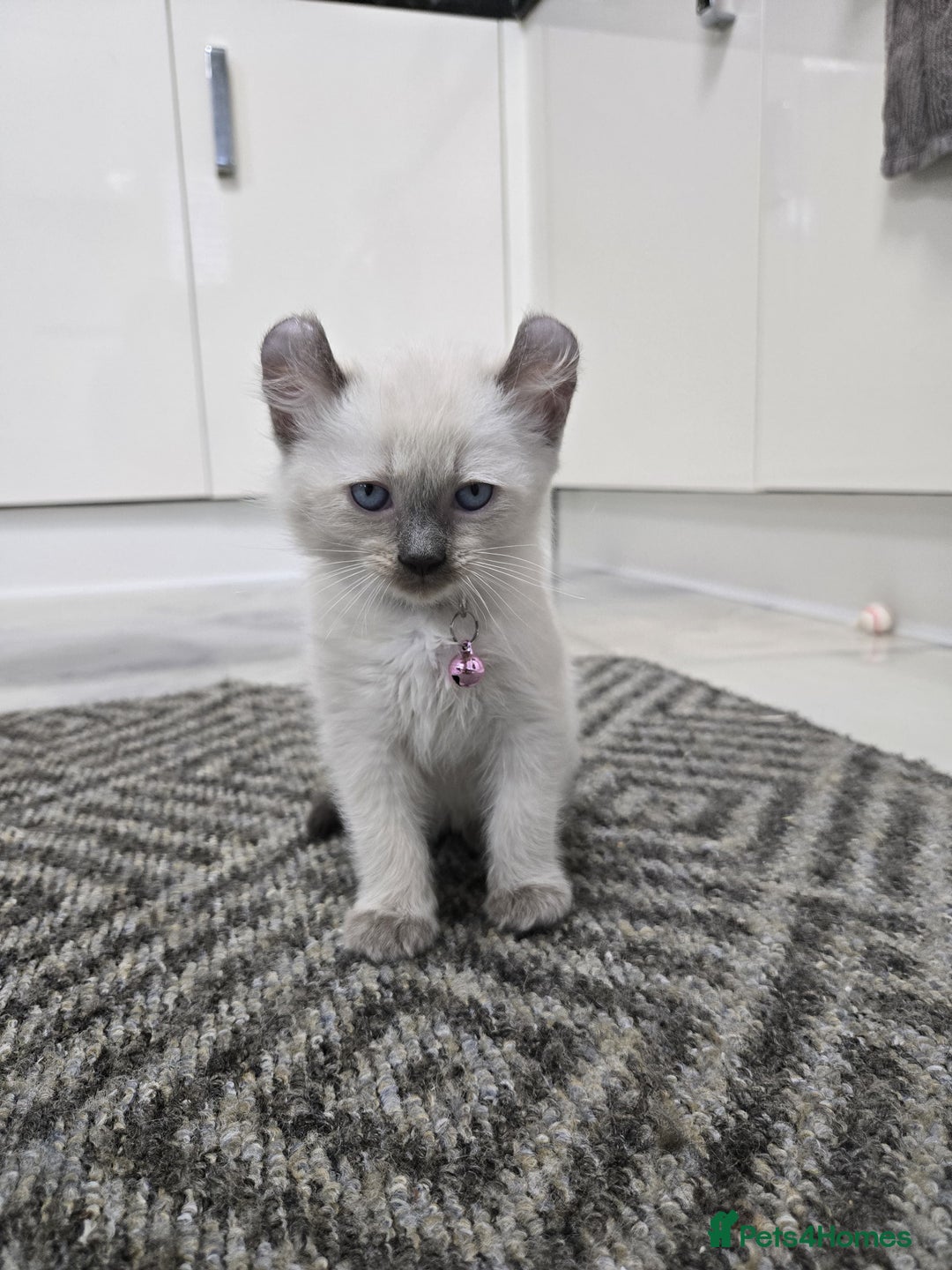 American Curl cats for sale: RARE, Unique, Affectionate American Curl Kittens!  - Advert 3